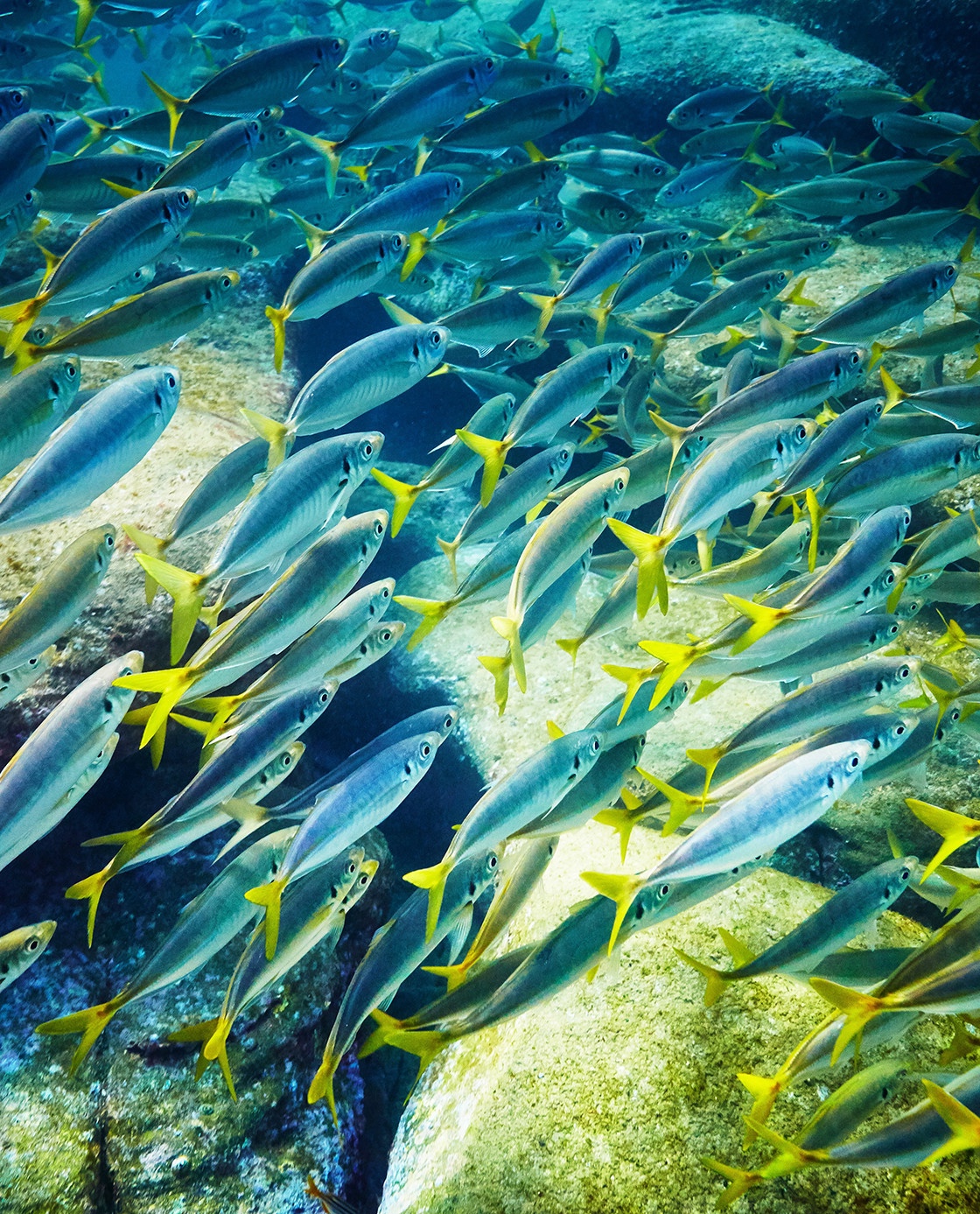 SOCIAL MEDIA 4:5 - Cabbage Tree Bay Aquatic Reserve, Manly