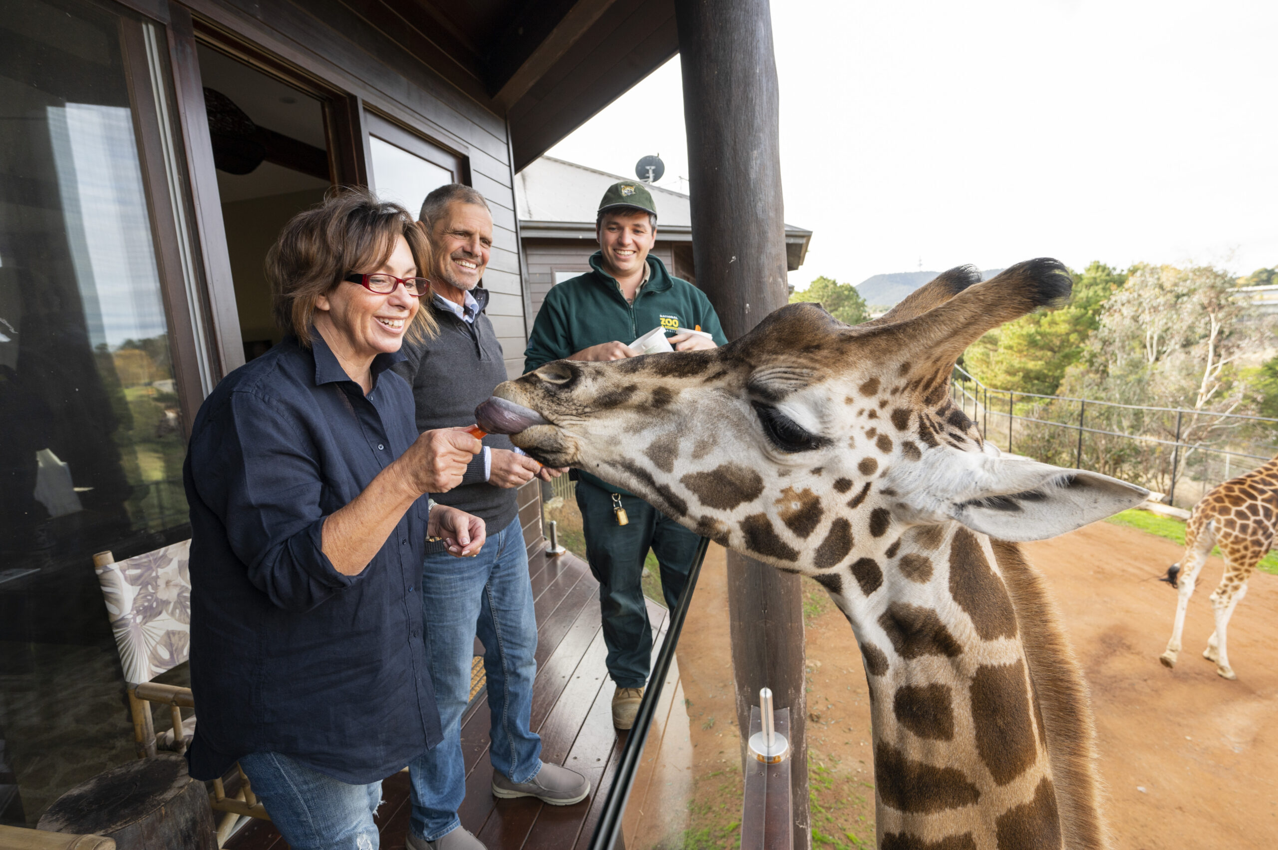 Giraffe Treehouse - Balcony Feed